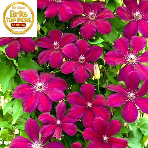 Clematis rouge cardinal hardy - clematis,