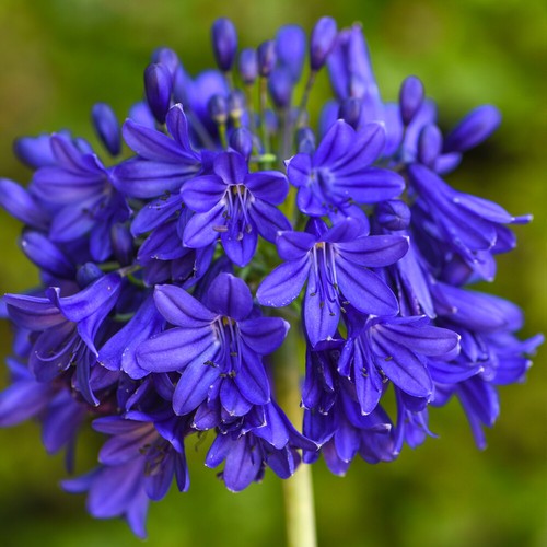 Agapanthus hardy perennial - agapanthus,