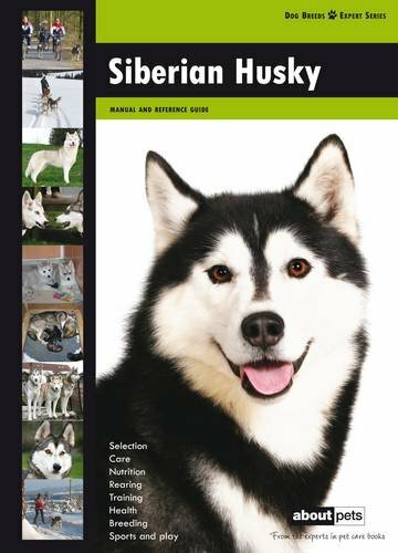 Siberian husky dog - dog, breed