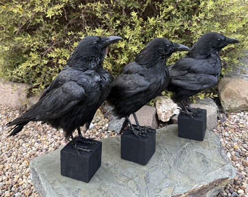 Taxidermy crow not raven - 3,