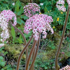 Darmera peltata umbrella - darmera,