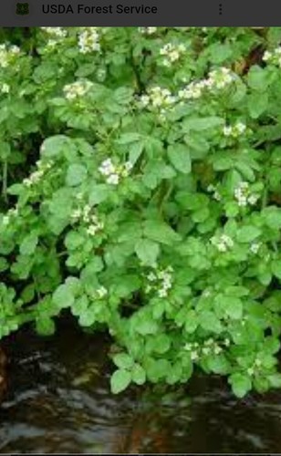 Pond plant watercress plants - plant,