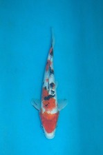 9.5" Doitsu Sanke Koi Carp