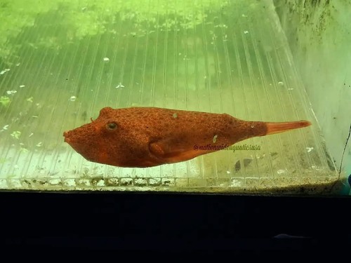 Tetraodon mirius red potato - tetraodon,