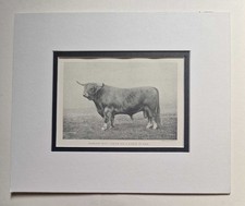 BROWN Highland Bull, 1918 Cattle Farming Photo Print