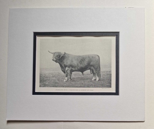 Brown highland bull - bull,, 1918