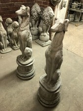 Saluki whippet Greyhound