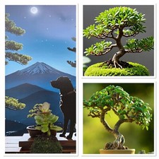 Mini indoor bonsai starter