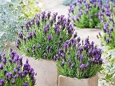 [x1] French Lavender Bandera