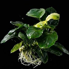 Anubias Nana Coin Live