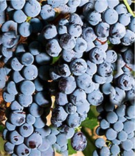 4ft-5ft inc. pot GRAFTED HARDY STRAWBERRY TABLE GRAPE VINE Vitis Isabella