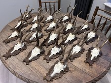 Taxidermy Roe Deer Skull