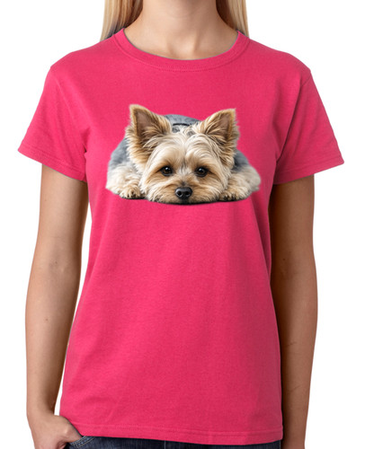 Cute yorkshire terrier dog - terrier,