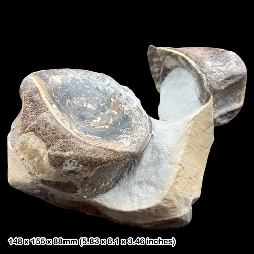 Rare suffolk ichthyosaur - rare,