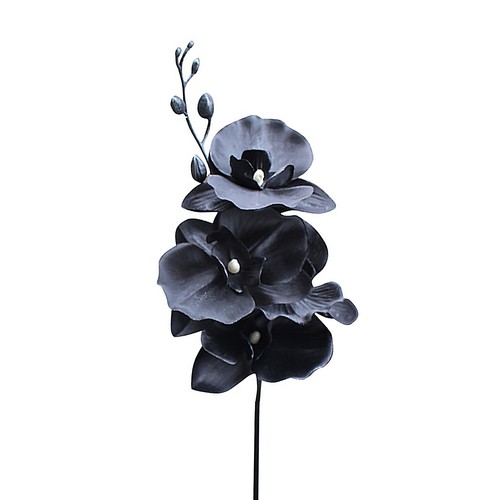 Black dancing orchid - black,
