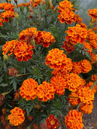 Orange marigold seeds - marigold,