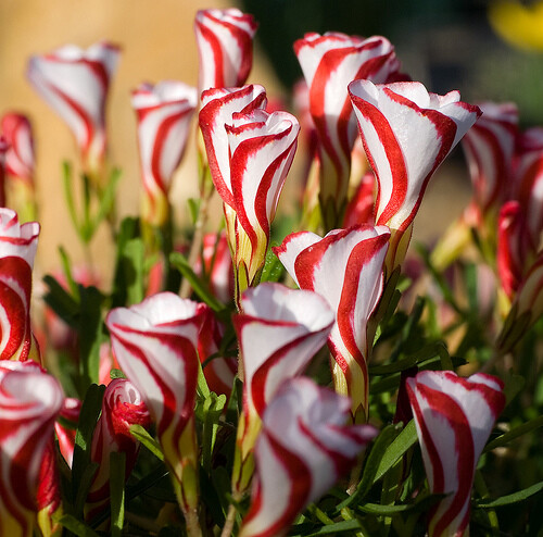 Oxalis versicolor candy - 5, x