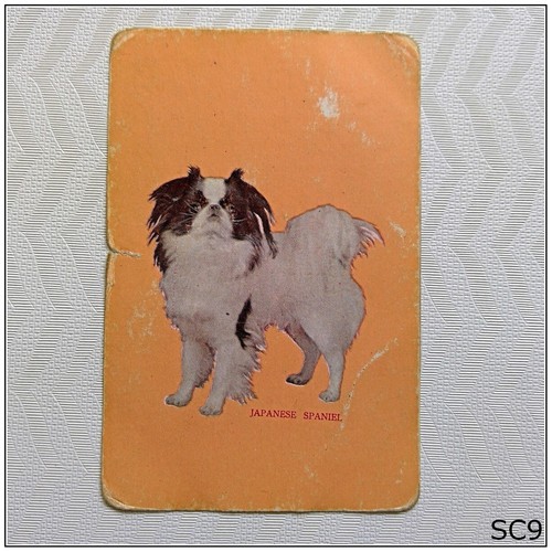 Dog japanese spaniel blank - japanese,