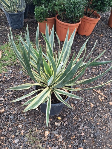 Spanish dagger yucca varigated - spanish,