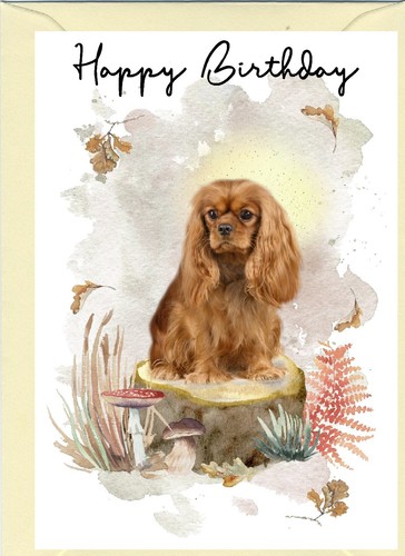 Cavalier king charles spaniel - king,
