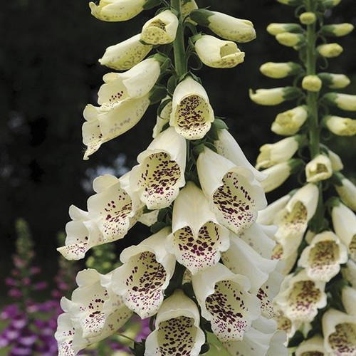 Foxglove cream hybrid - foxglove,