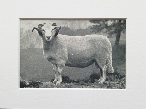 Welsh mountain sheep antique - -,