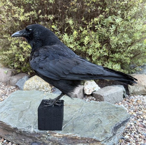 Taxidermy crow not raven - 🎃,
