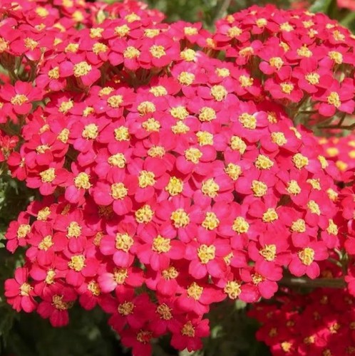 Achillea paprika ltr plant - 'paprika', 1