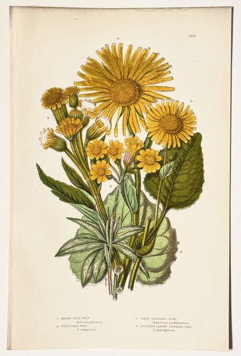 Leopards bane fleawort - bane-fleawort,