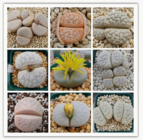 10x lithops gracilidelineata - 10x,