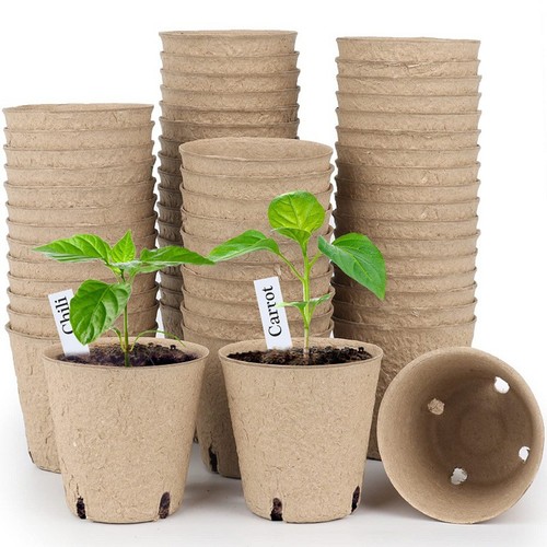 Pieces inch plant - 50,