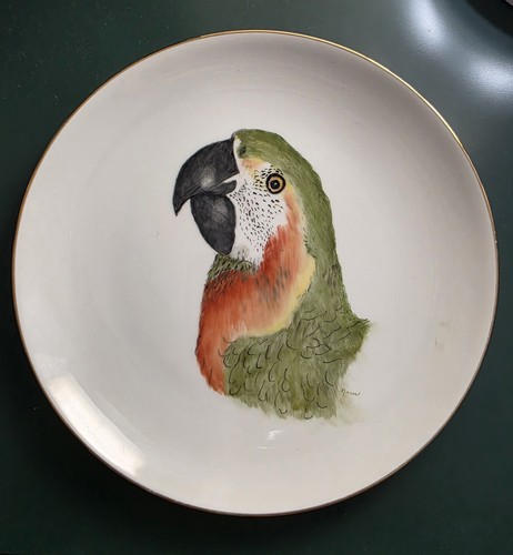 Hand painted macaw parrot - hand,