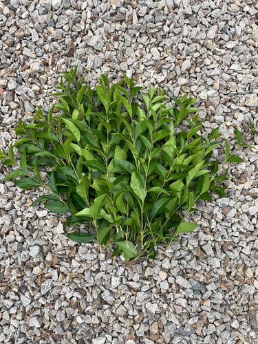 Fresh privet stems for stick - stems,