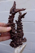  Roe Deer Antler COPY Trophy