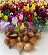 1-1000 MIXED TRIUMPH TULIP