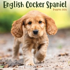 English Cocker Spaniel Puppies