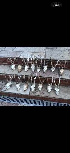 Roe deer antlers - roe,