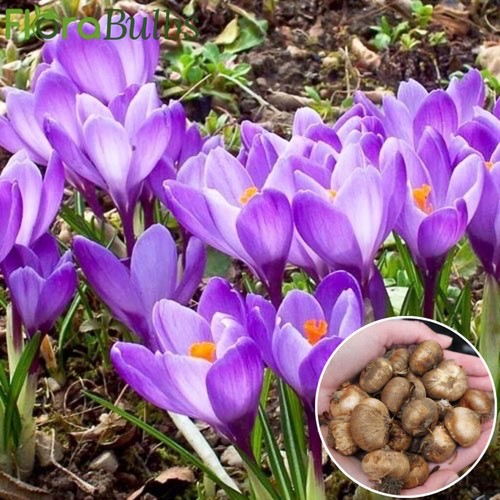 Crocus bulbs tommasinianus - crocus,