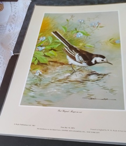 Prin pied wagtail 14 by - ,