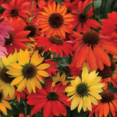 Echinacea - (cone, flower)