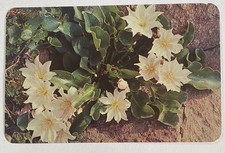 Vintage Postcard ~ Montana