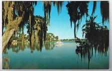 Florida Postcard Tarpon