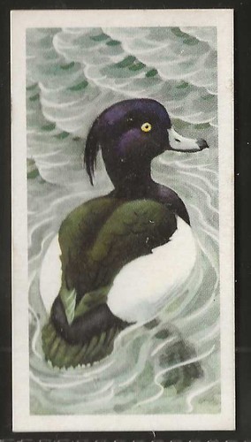 Brooke bond bird - bond, (tea)-bird