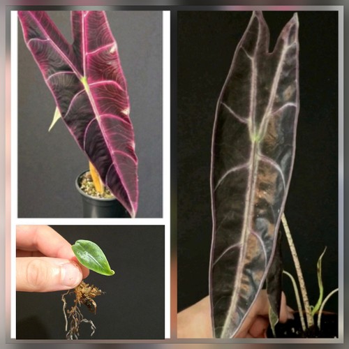 Alocasia longiloba purple - alocasia,