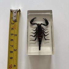 Real Forest Scorpion Heterometrus Laoticus in Clear Resin Taxidermy Insect Art