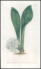 1808 CURTIS Botanical MASSONIA