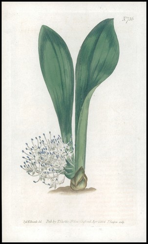 1808 curtis botanical massonia - curtis,