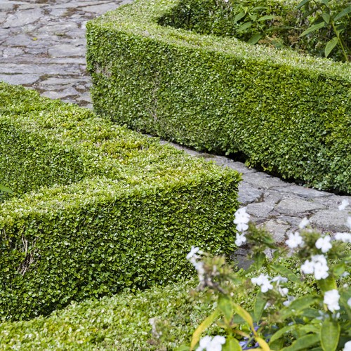 Buxus sempervirens 20cm 9cm - sempervirens,