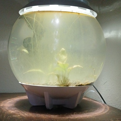 Biorb 30l gal - 8, fish