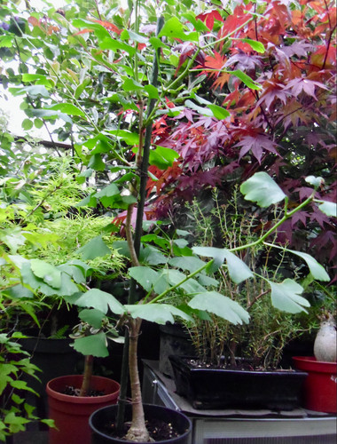 Ginkgo biloba maidenhair - ginkgo,